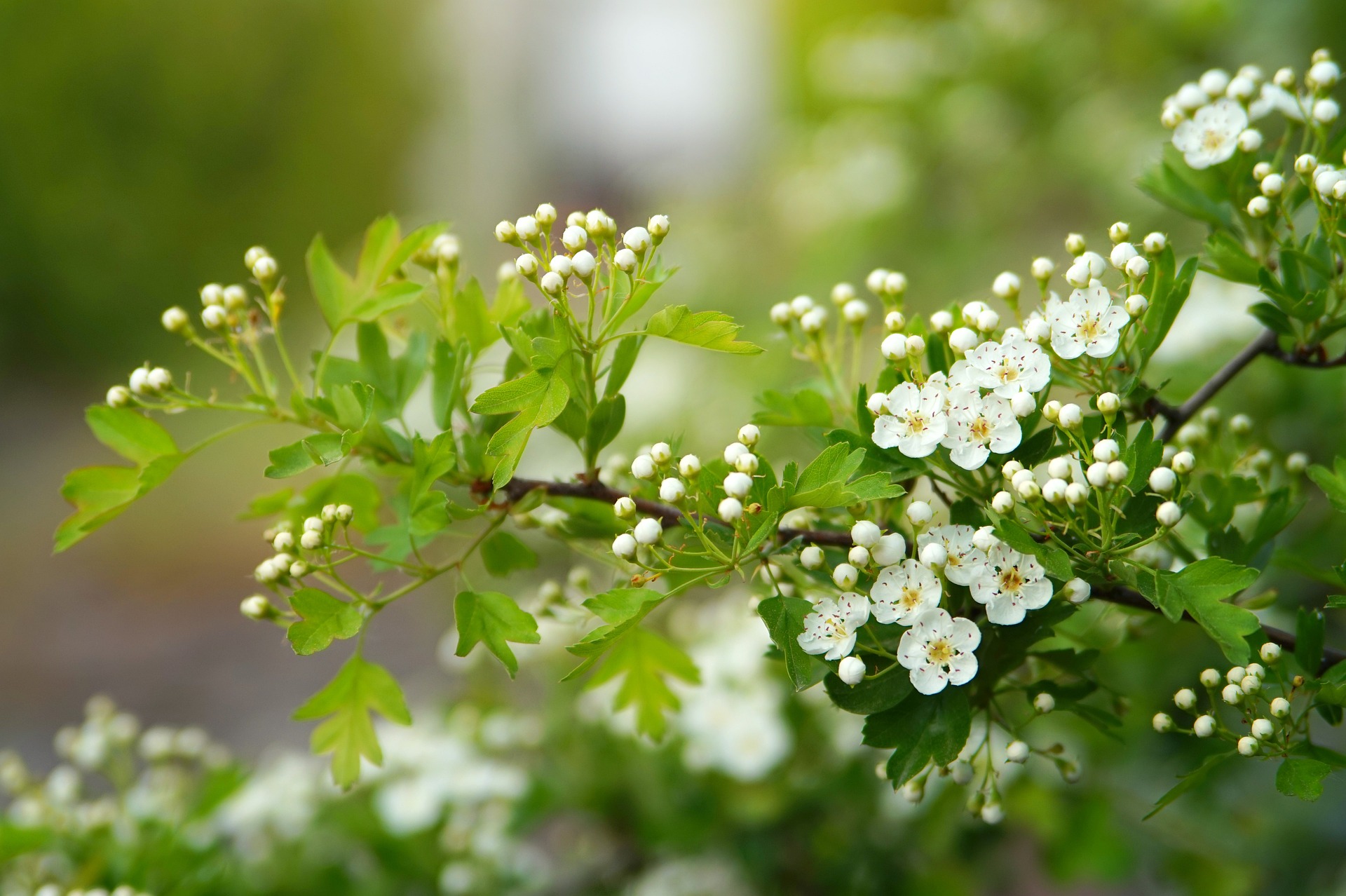 nature-3361183_1920